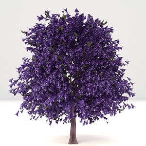 young mature jacaranda tree 3D model