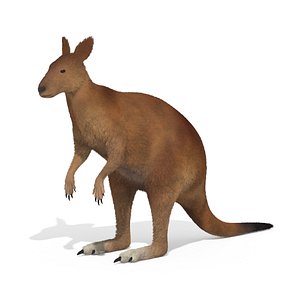 Kangaroo High Poly Australian Animal 3D