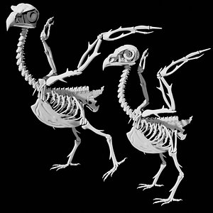 Rigged Bird Skeleton