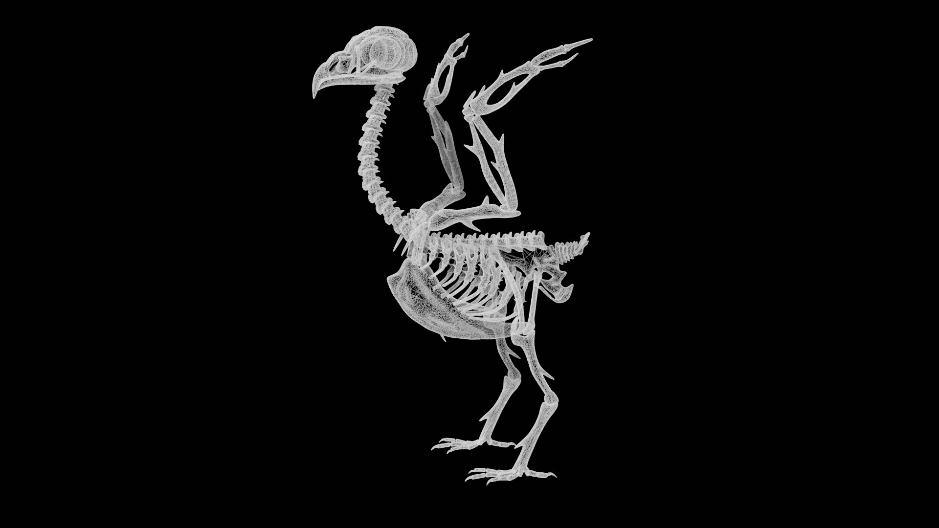Rigged Bird Skeleton 3d Model Turbosquid 1826461