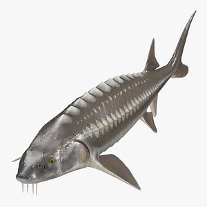 White Sturgeon Fish Rigged For Maya 3D model