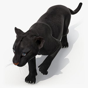 3D model Black Panther Cub Sneaking Pose