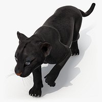 Black Panther Cub Sneaking Pose