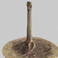 Tree Trunk