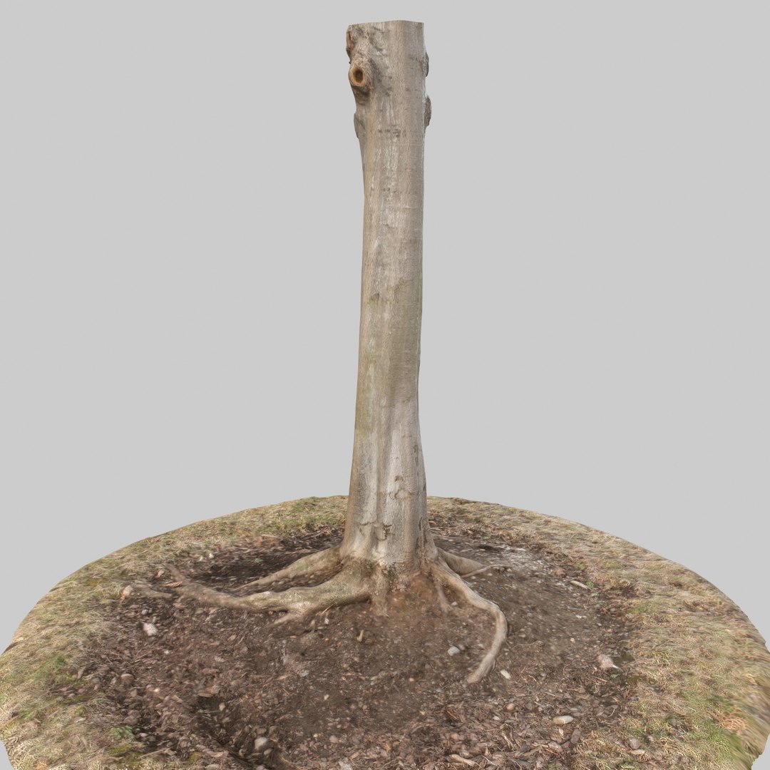 3d max tree trunk https://p.turbosquid.com/ts-thumb/Sk/tgZDsF/joQcghOA/02/jpg/1488202786/1920x1080/fit_q87/1d7399ac77fa7342e9f0dd24582c38c12daf56be/02.jpg