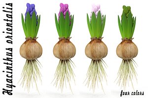 Hyacinth small
