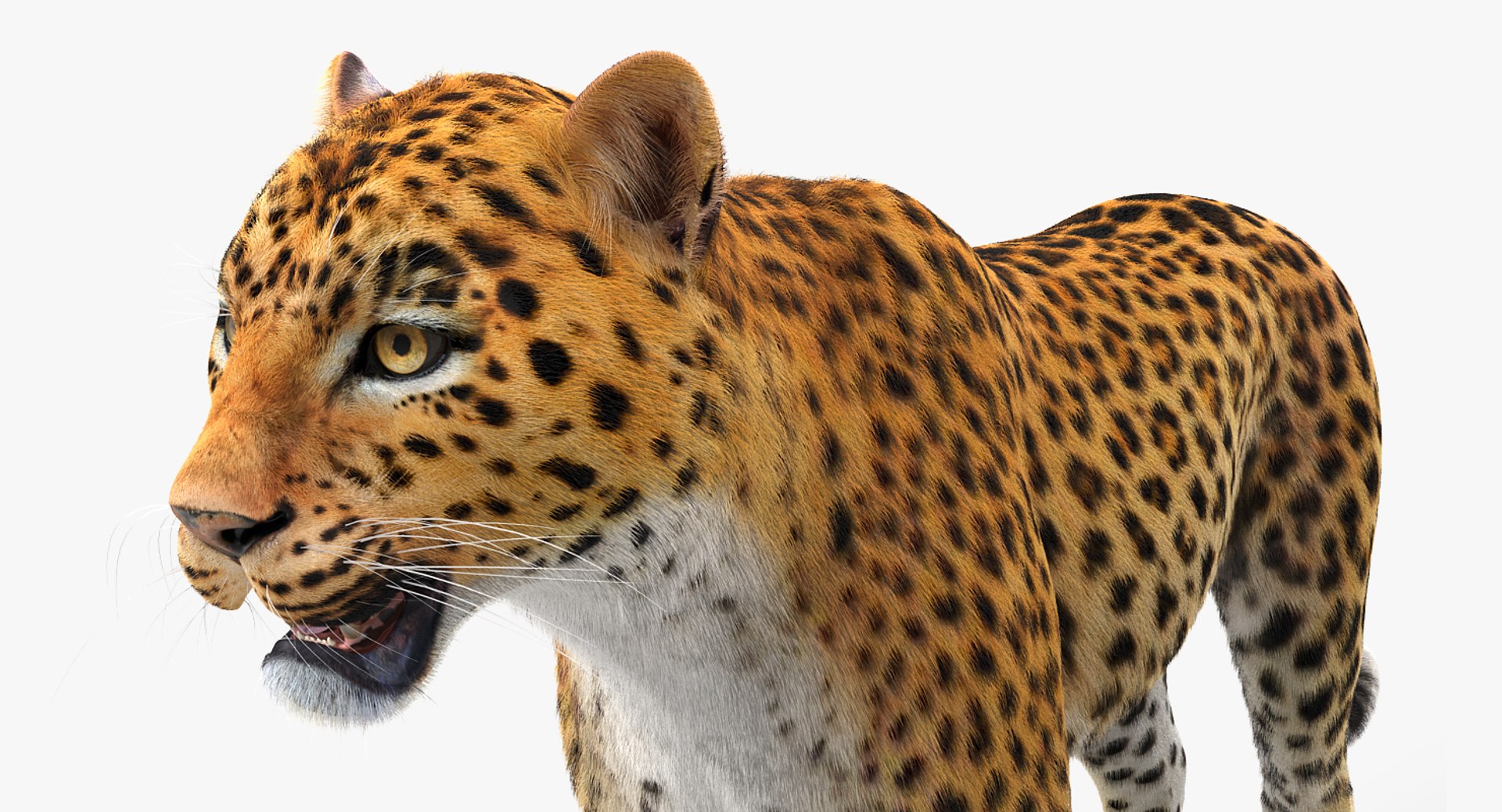 african animals 2 3D model https://p.turbosquid.com/ts-thumb/Sl/321h36/GWWRSQZL/africananimalscollection2mb3dmodel014/jpg/1536908302/1920x1080/fit_q87/3aa0693680cc0825559fe6e7d23d22bf034b5799/africananimalscollection2mb3dmodel014.jpg