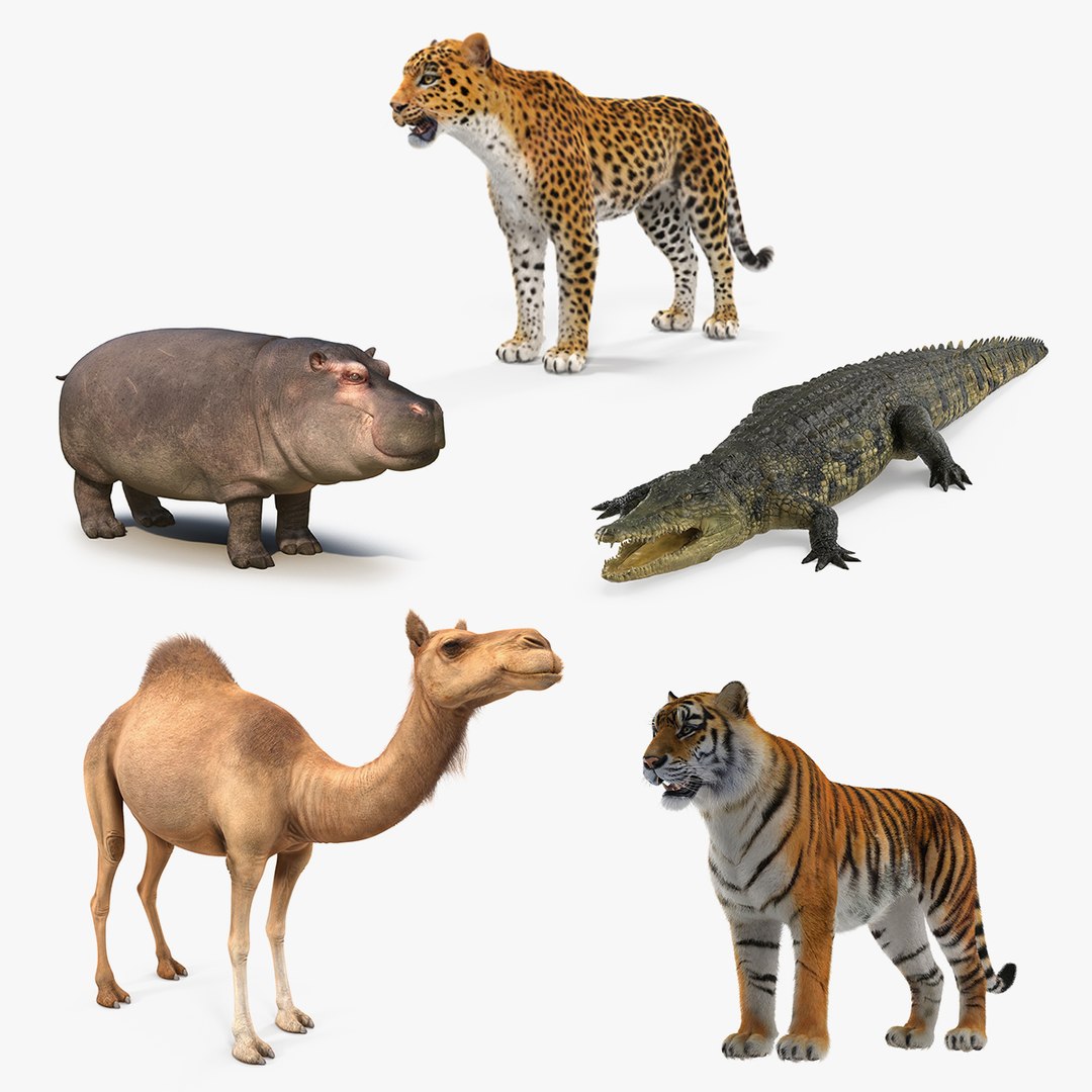 African Animals 3D Models Collection 2 3D model preview