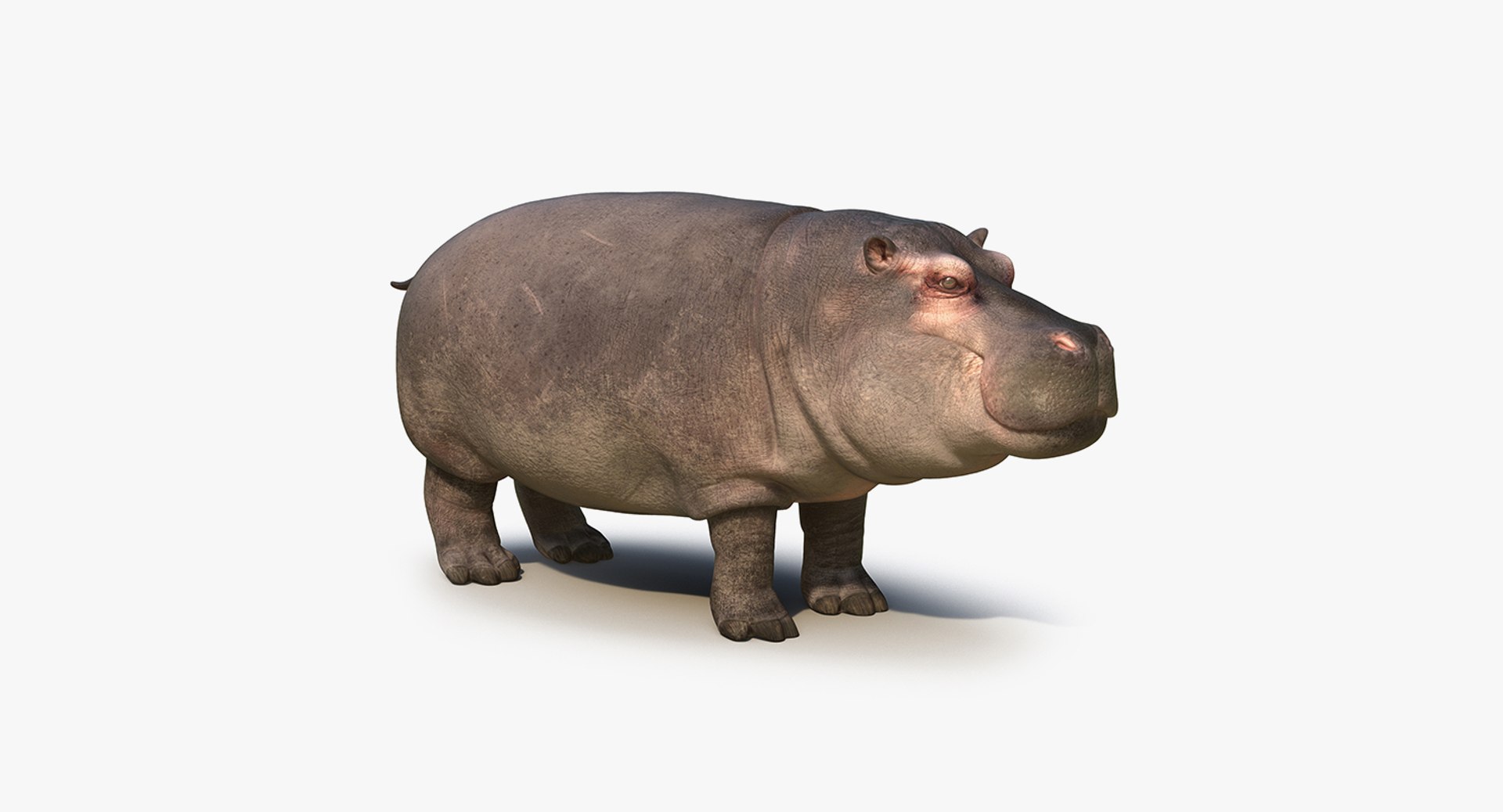 african animals 2 3D model https://p.turbosquid.com/ts-thumb/Sl/321h36/mt9OMEkH/africananimalscollection2mb3dmodel029/jpg/1536908303/1920x1080/fit_q87/21e0e346b8dfc77e7845015e22ace642f1ecf99b/africananimalscollection2mb3dmodel029.jpg