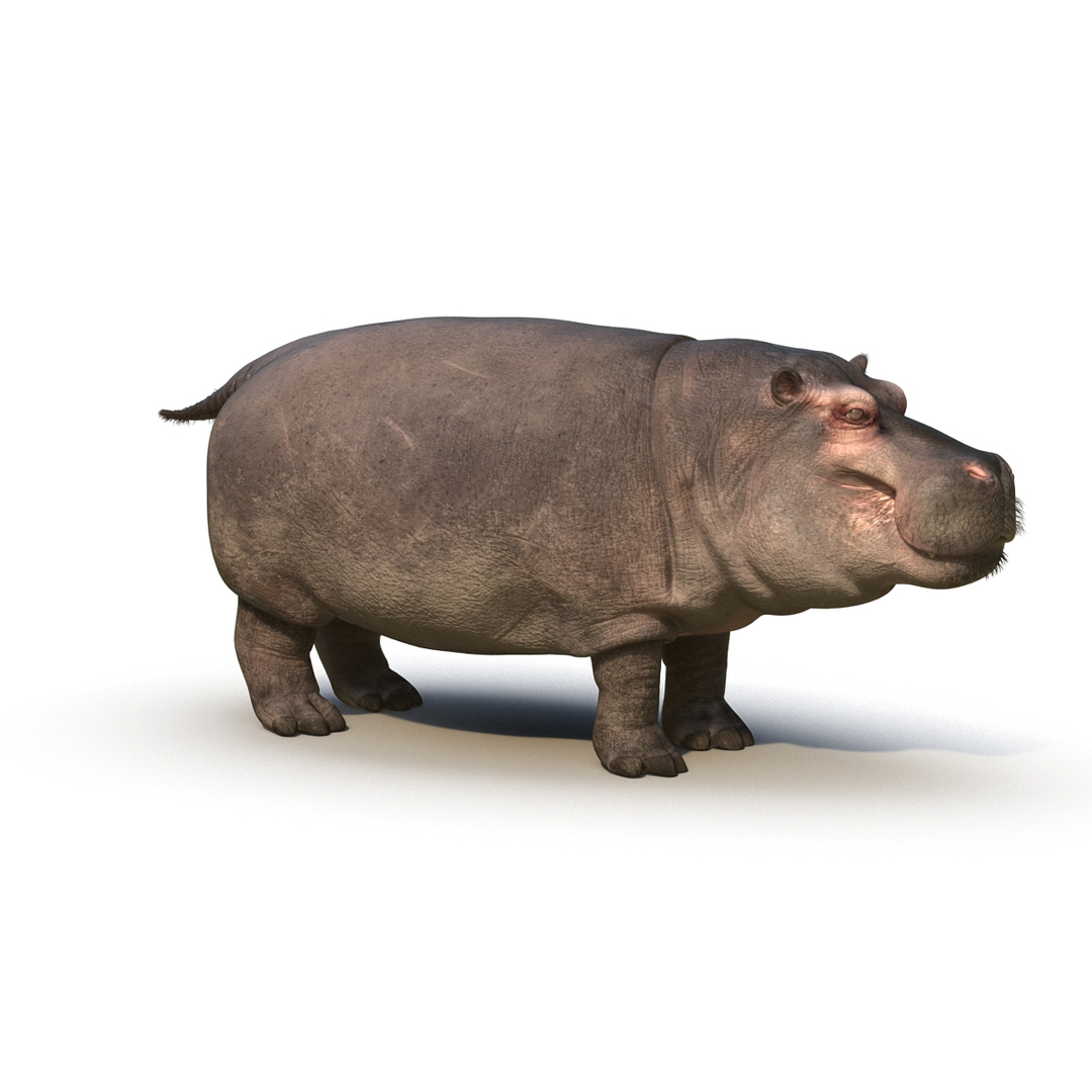 african animals 2 3D model https://p.turbosquid.com/ts-thumb/Sl/321h36/nd8gCvMQ/african_animals_collection_2_368/jpg/1536907699/1920x1080/turn_fit_q99/7d7650fe2102ed3685e08aea19218fc7a5c8c07f/african_animals_collection_2_368-1.jpg