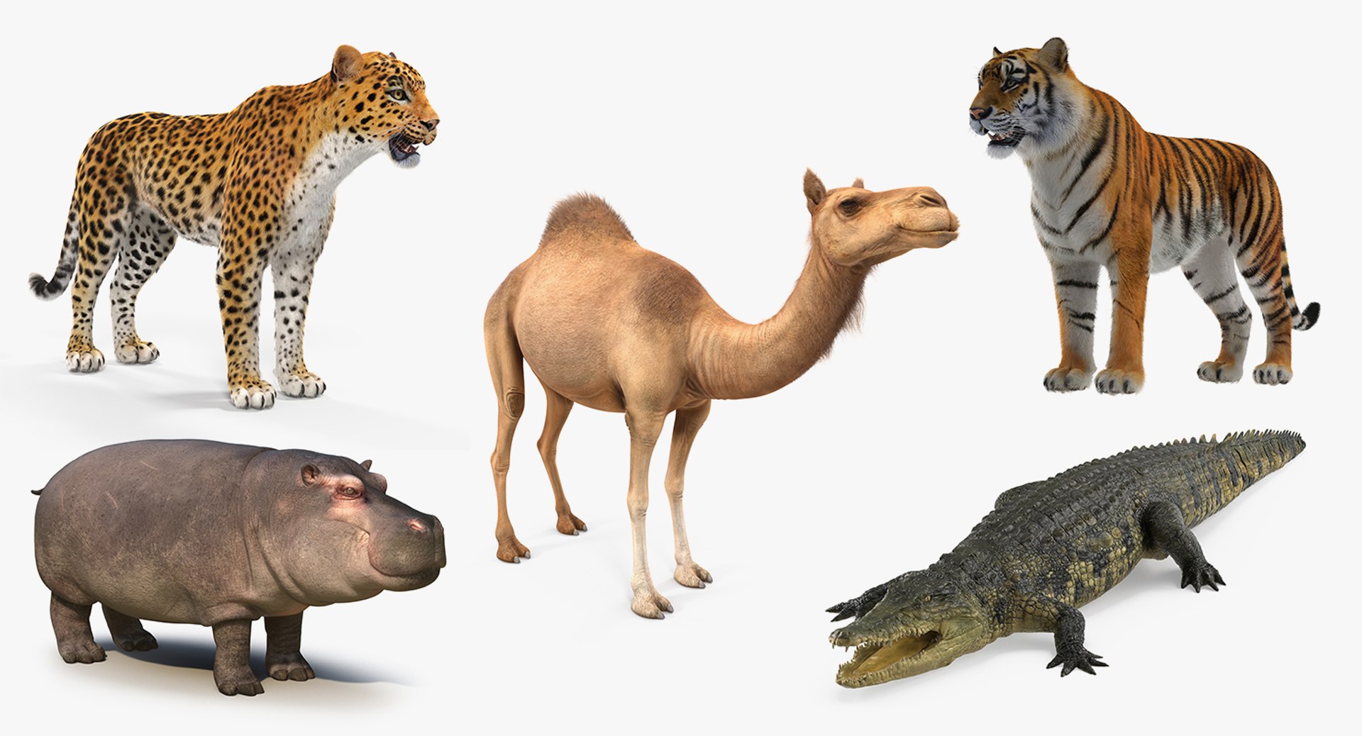 african animals 2 3D model https://p.turbosquid.com/ts-thumb/Sl/321h36/uO9H78Po/africananimalscollection2mb3dmodel002/jpg/1536908301/1920x1080/fit_q87/93994e4139a4e4627b86043acbd9b2f715a7d3d3/africananimalscollection2mb3dmodel002.jpg