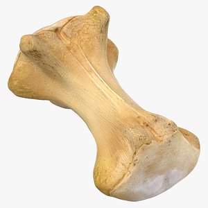 Kangaroo Red Necked Wallaby Caudal Vertebrae Cd5 3D model