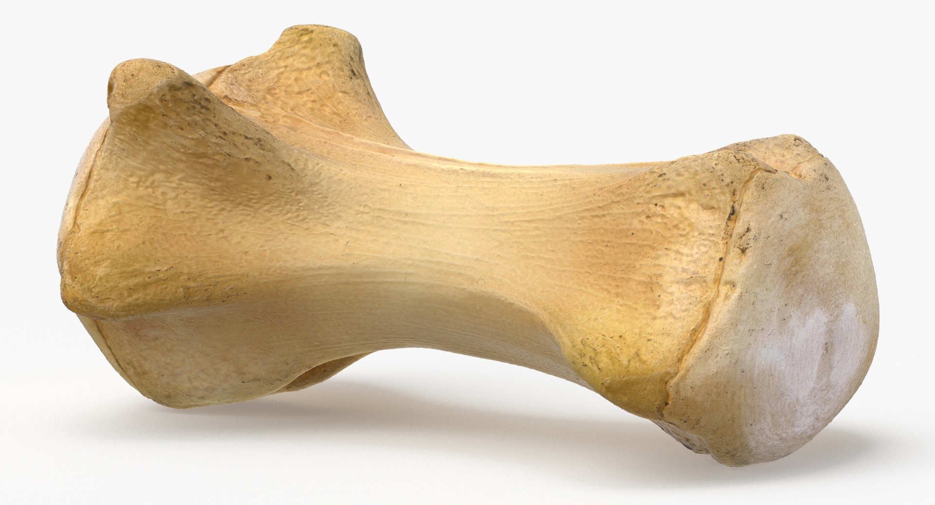 Kangaroo Red Necked Wallaby Caudal Vertebrae Cd5 3D model https://p.turbosquid.com/ts-thumb/Sl/5sarjh/HN/0000/jpg/1683302789/1920x1080/turn_fit_q99/eb040cd3c955968ebe86c5d79b477f6754454fd7/0000-1.jpg