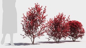 Berberis thunbergii
