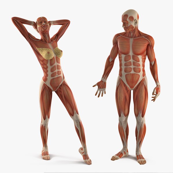 muscle models anatomy