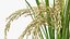 Planta de arroz