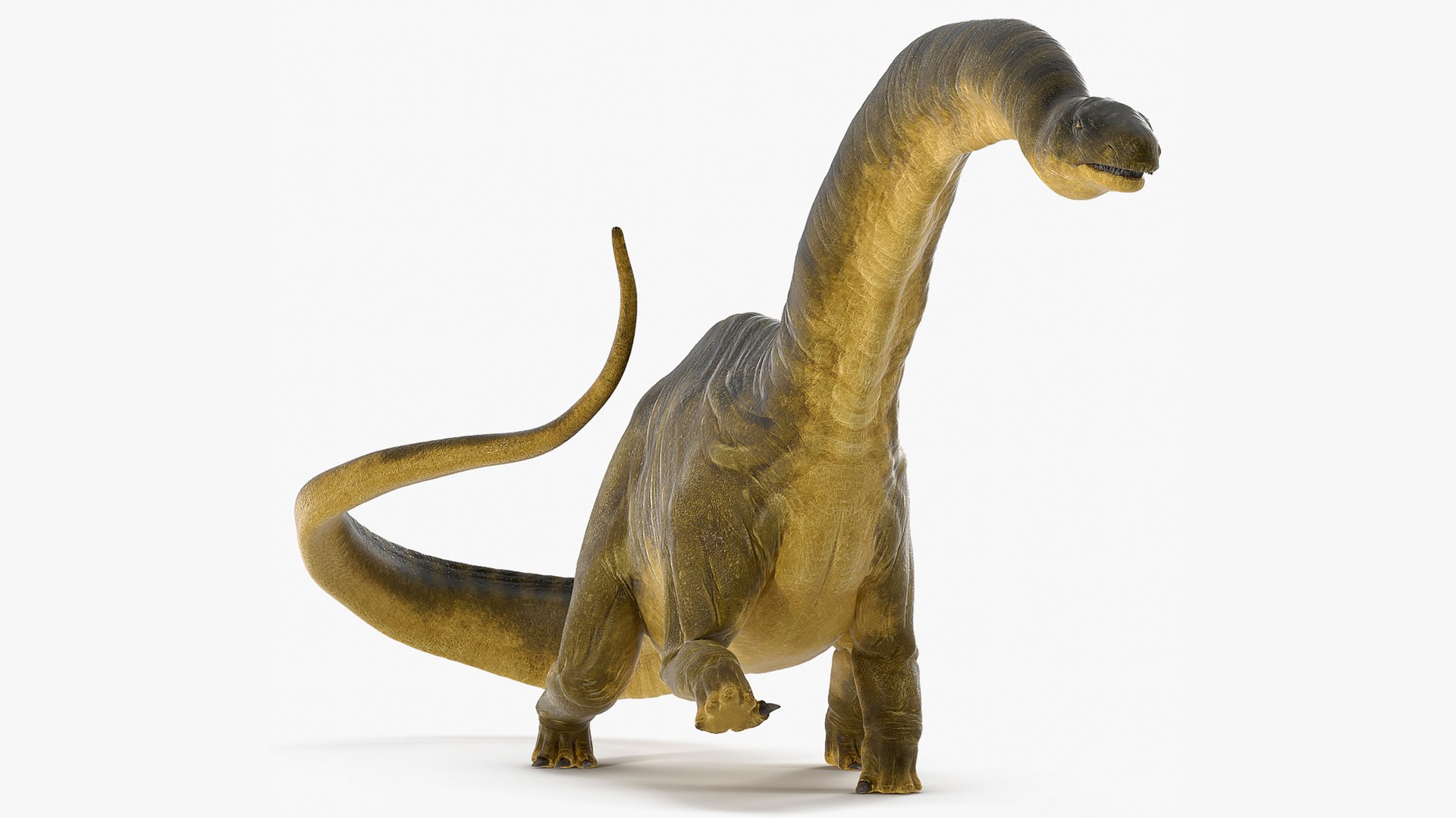 Apatosaurus Dinosaur Walking Pose 3D Model 3D model preview