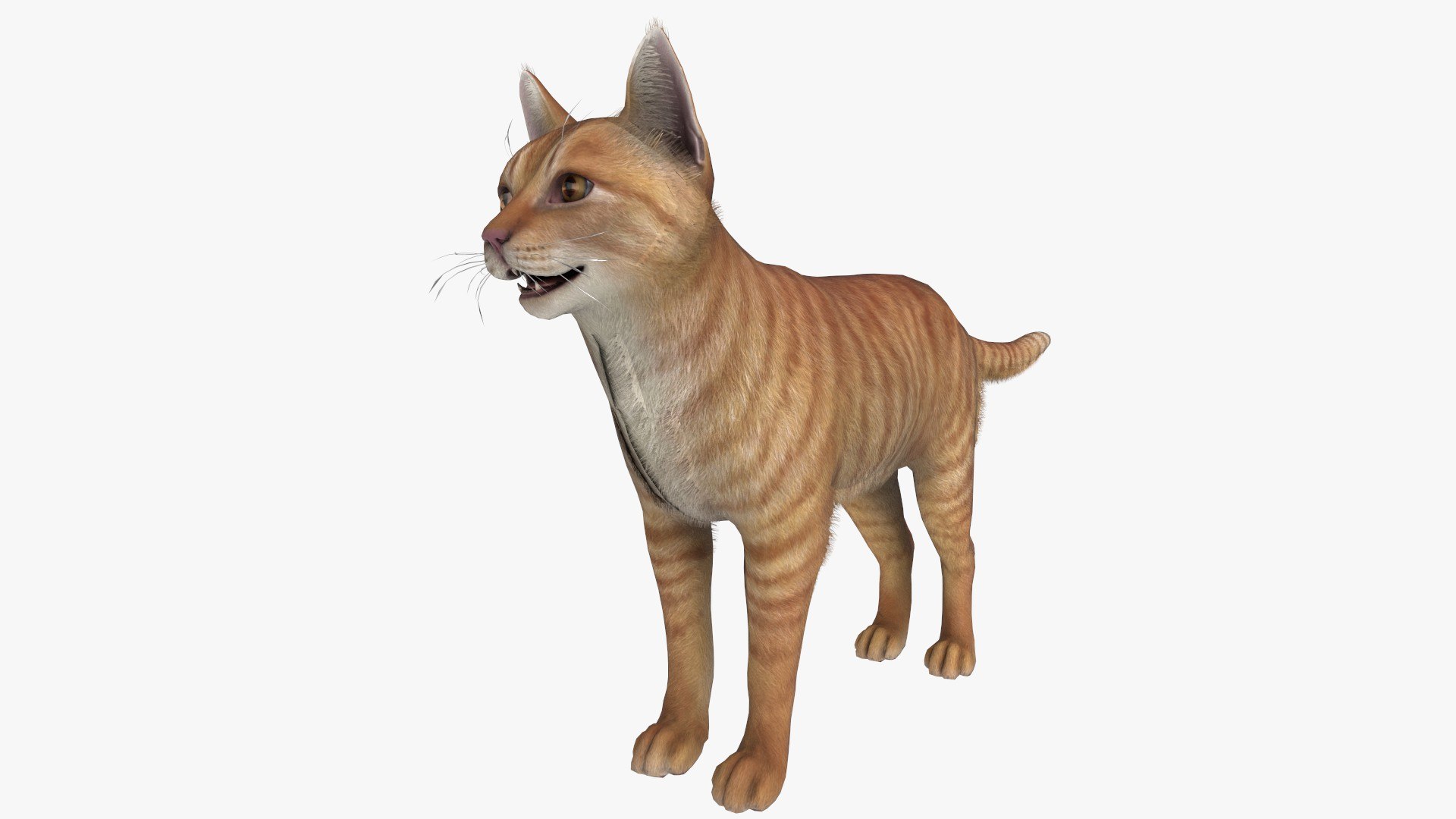 3D Cat Red Tabby Model - TurboSquid 2161526