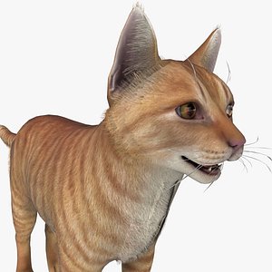 3D Cat Red Tabby model