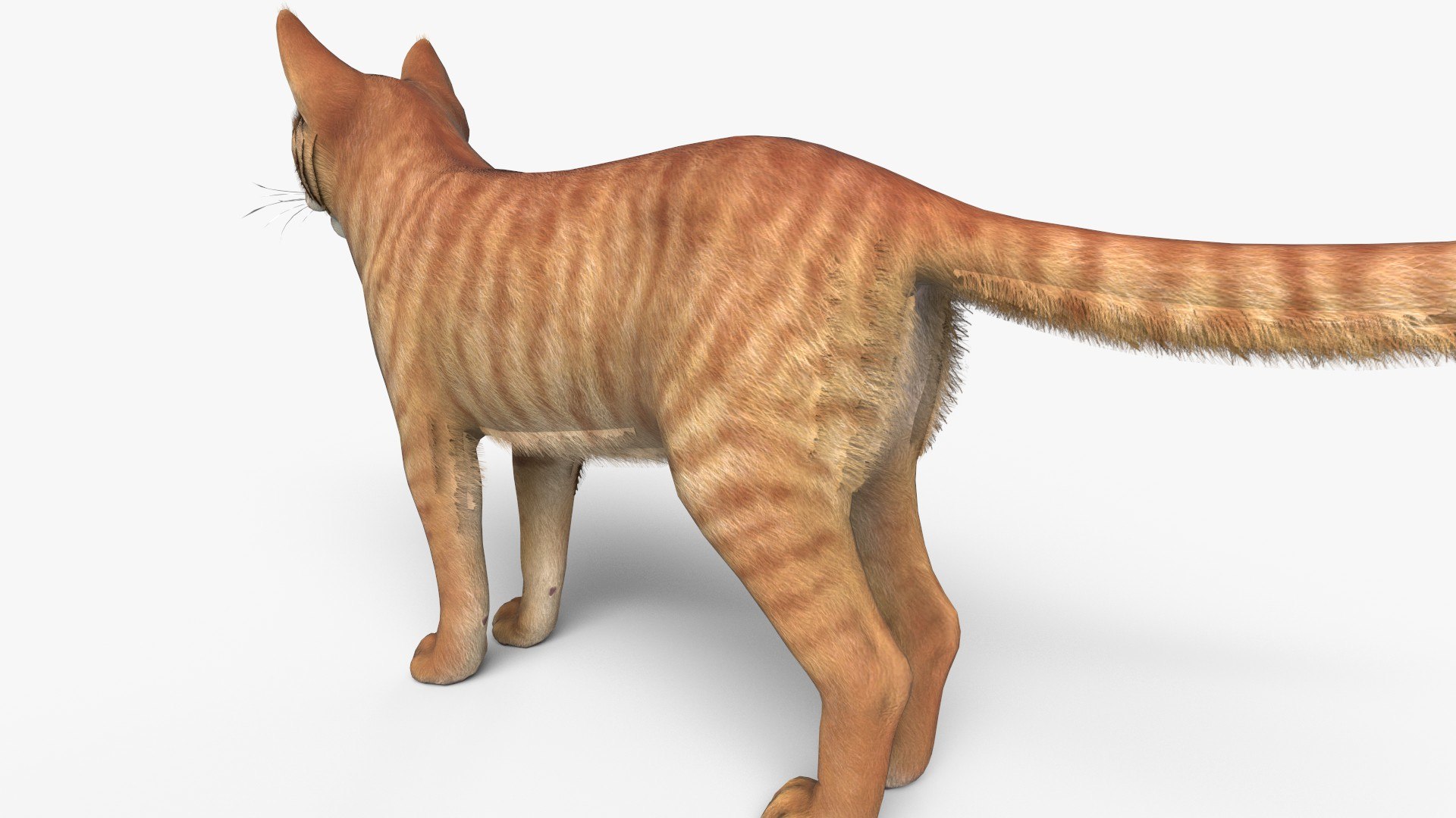 3D Cat Red Tabby Model - TurboSquid 2161526