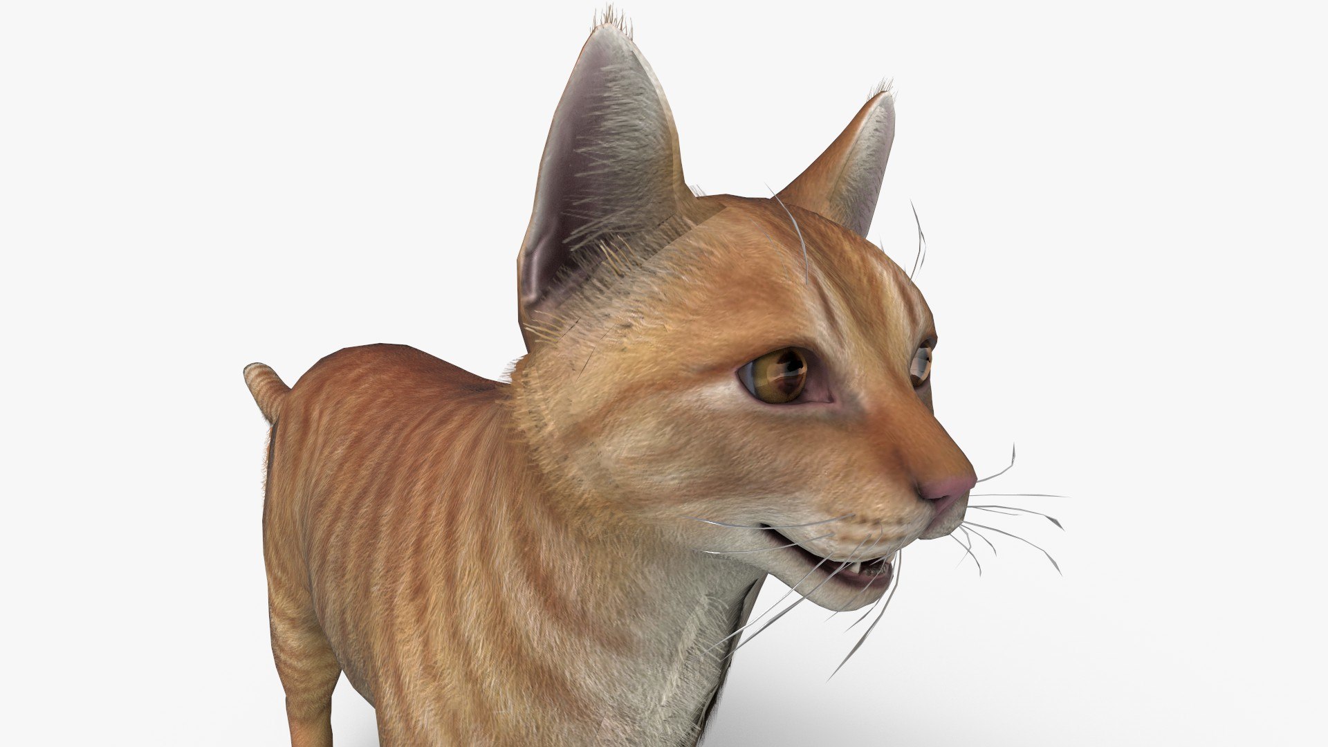 3D Cat Red Tabby Model - TurboSquid 2161526
