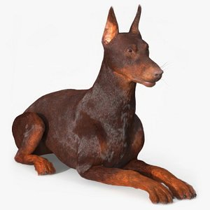 3D Brown Doberman Pinscher Lying Down Fur for Cinema 4D model
