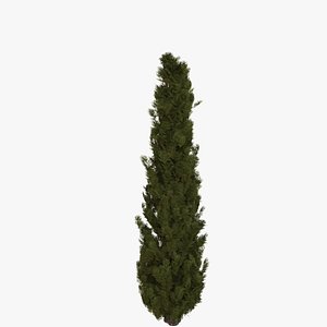3D model italian cypress