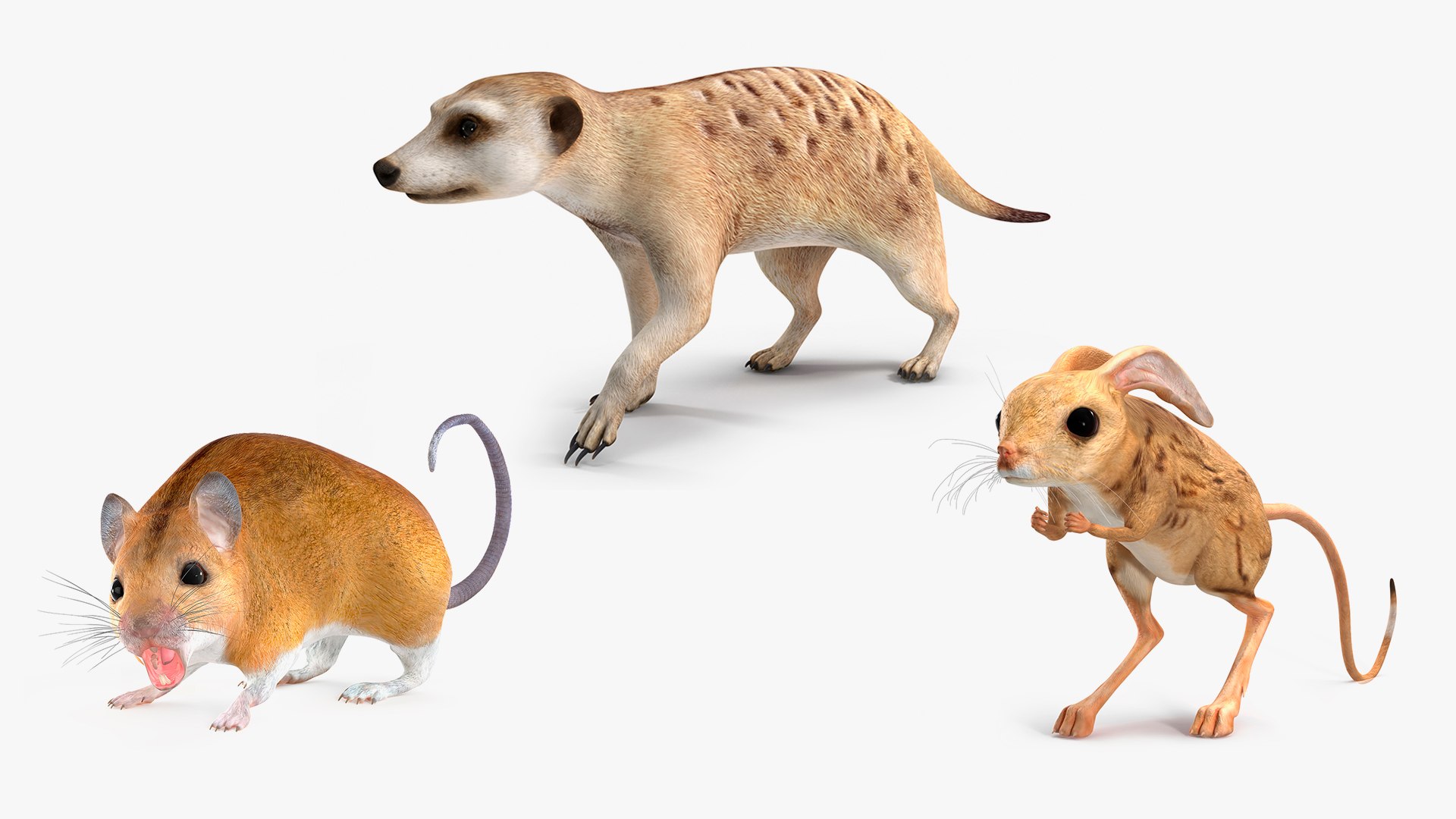 Rigged Desert Animals Collection for Maya 3D model preview