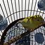 Bird Cage and Canary