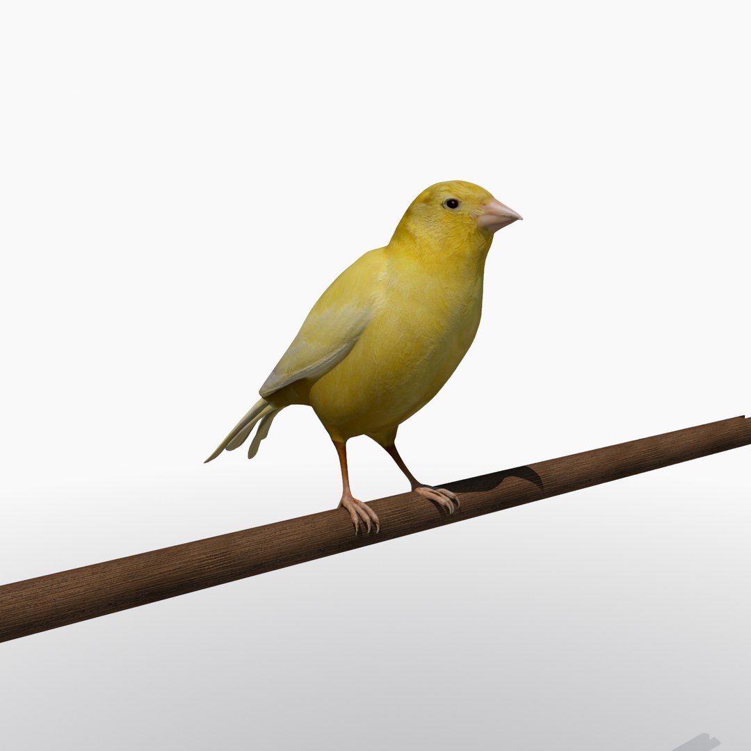 3ds max chinese bird cage canary https://p.turbosquid.com/ts-thumb/Sl/qzV8Op/hlvLRYph/birdcage4/jpg/1445099165/1920x1080/fit_q87/f25116226a4382f2811eee4e63e711dd76188ddc/birdcage4.jpg