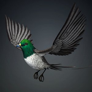 Pheasant Bird-B8 3D model