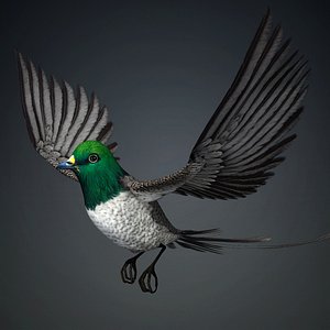 Pheasant Bird-B8