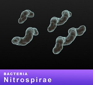 bacteria nitrospirae 3D model