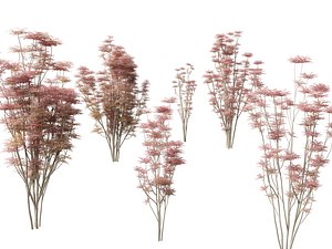 Toona sinensis Flamingo - Chinese Cedar Flamingo 3D model