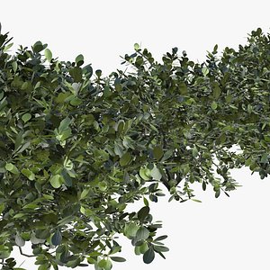 3D model bush