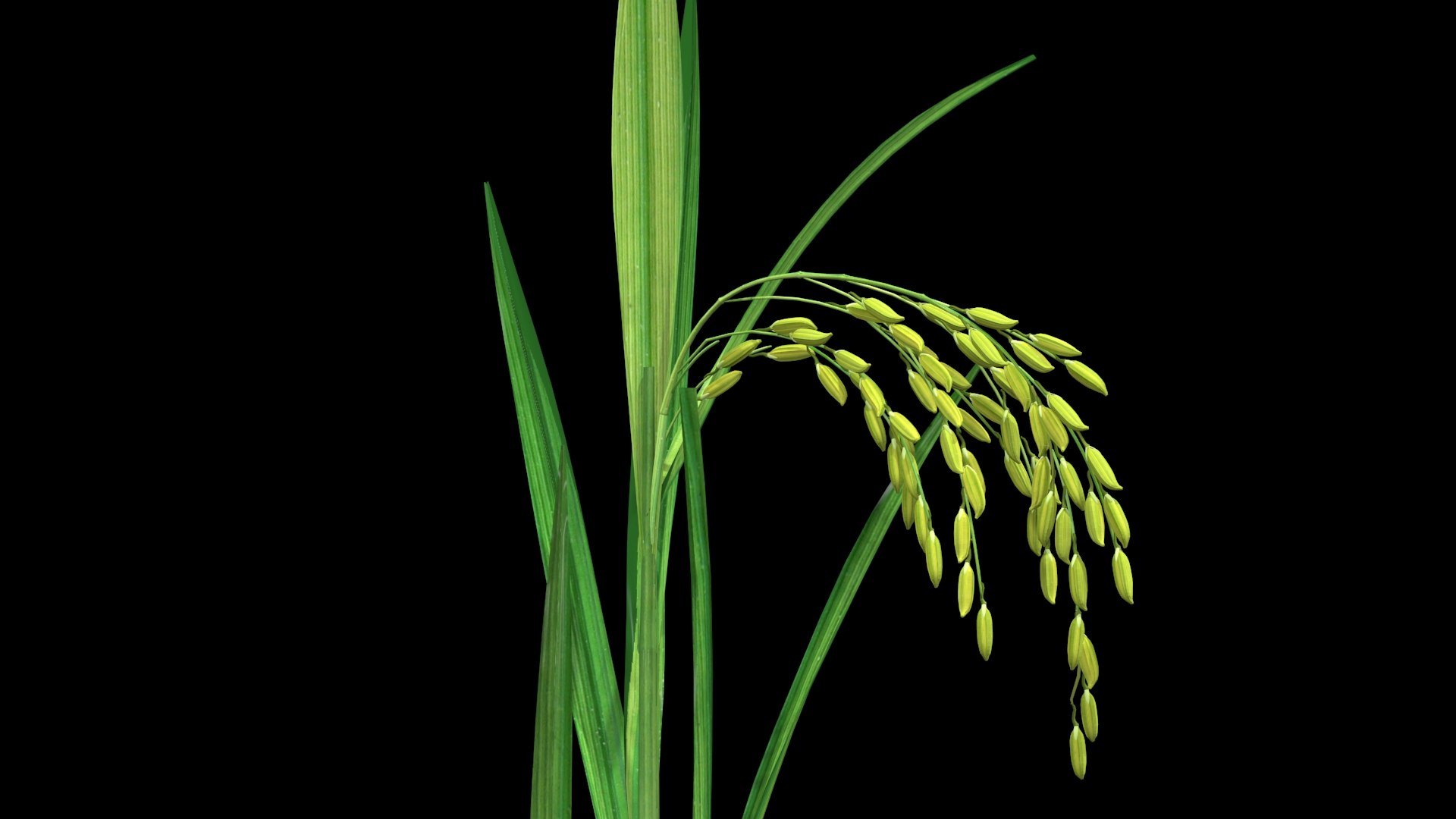 3D oryza sativa asian https://p.turbosquid.com/ts-thumb/Sm/COUKA8/Uc/ricetree2/jpg/1614075491/1920x1080/fit_q87/37662c8b53741ad87ddf36a250e5489e6b3fb0c6/ricetree2.jpg