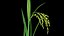 PLANTA DE PADDY