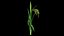 PLANTA DE PADDY