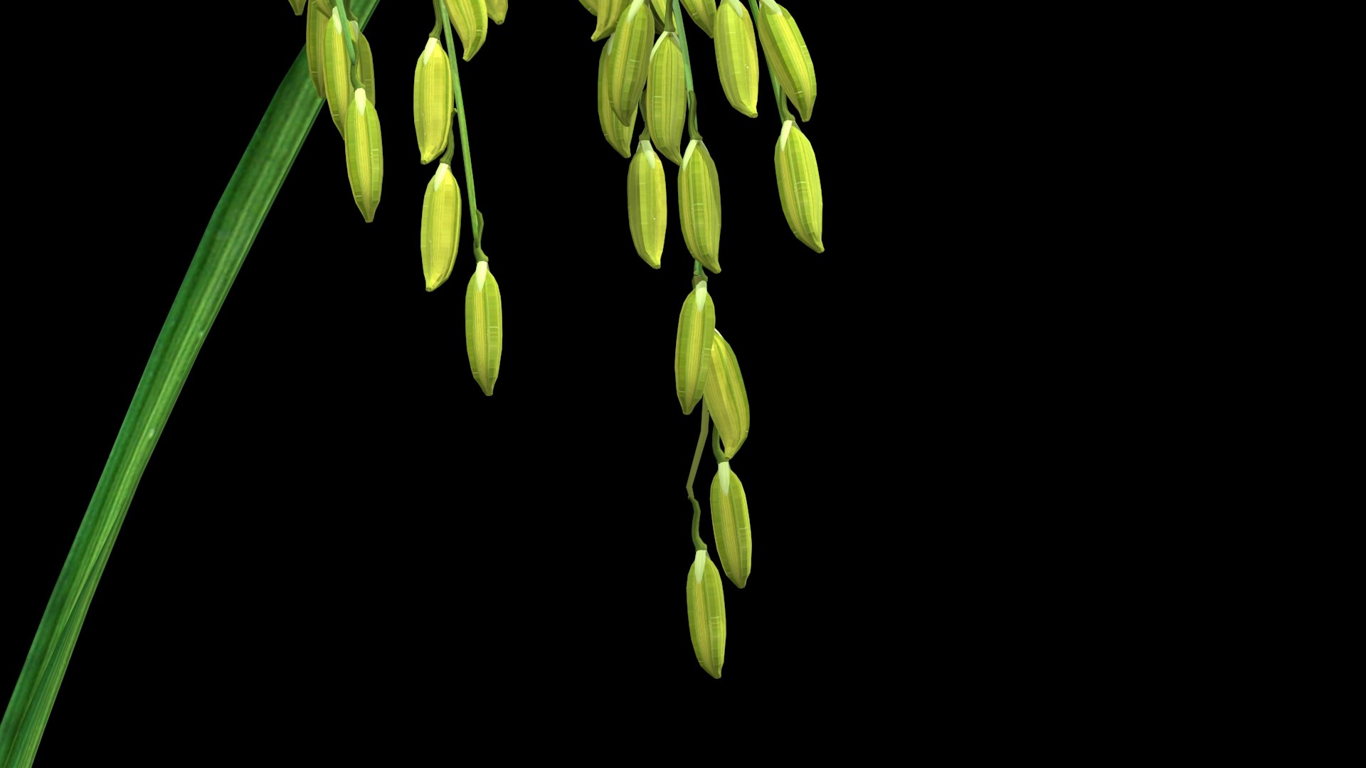 3D oryza sativa asian https://p.turbosquid.com/ts-thumb/Sm/COUKA8/fh/ricetree3/jpg/1614075490/1920x1080/fit_q87/a82bff467ba59fdb414c938c117b45a65a571e5e/ricetree3.jpg