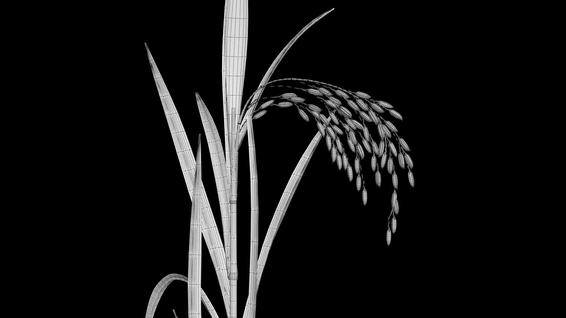 3D oryza sativa asian https://p.turbosquid.com/ts-thumb/Sm/COUKA8/pV/ricetree6/jpg/1614075492/1920x1080/fit_q87/49e97e6c1802348189ae17e7f252d1412697f932/ricetree6.jpg