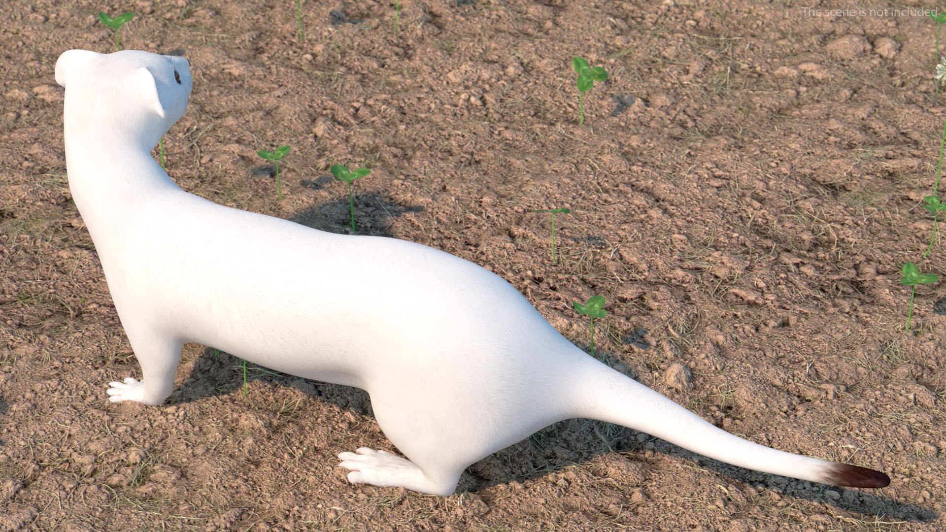 White Ermine Lifelike Pose 3D https://p.turbosquid.com/ts-thumb/Sm/IOPcAj/2r/whiteerminelifelikeposevray3dmodel005/jpg/1711936621/1920x1080/fit_q87/19a7cee56d70ddb42eb0df6098456ef8080f8a15/whiteerminelifelikeposevray3dmodel005.jpg