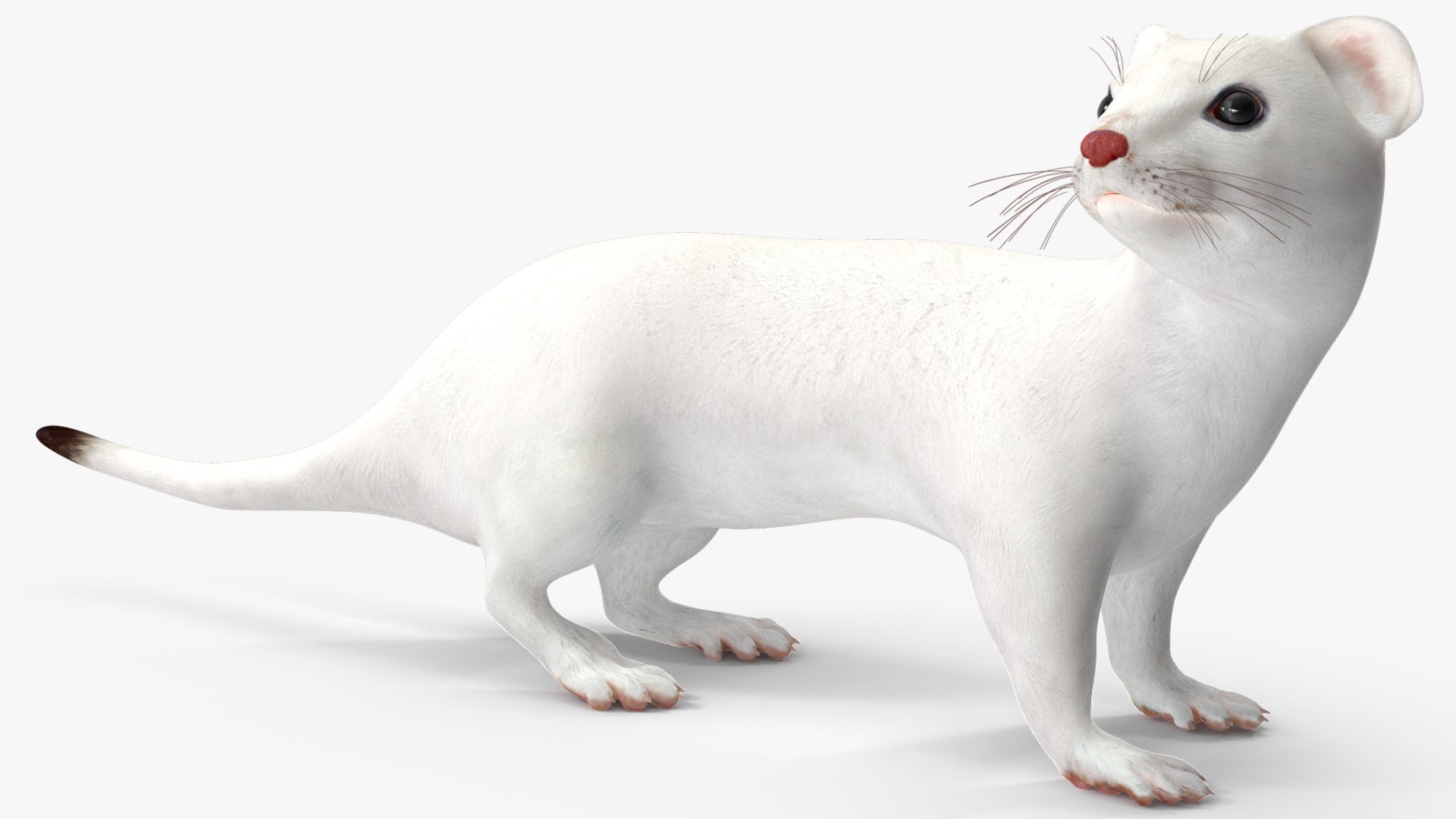 White Ermine Lifelike Pose 3D https://p.turbosquid.com/ts-thumb/Sm/IOPcAj/4W/whiteerminelifelikeposevray3dmodel010/jpg/1711936638/1920x1080/fit_q87/18c2a1b6ca142cfd8a8990c7453c042162dd0f62/whiteerminelifelikeposevray3dmodel010.jpg