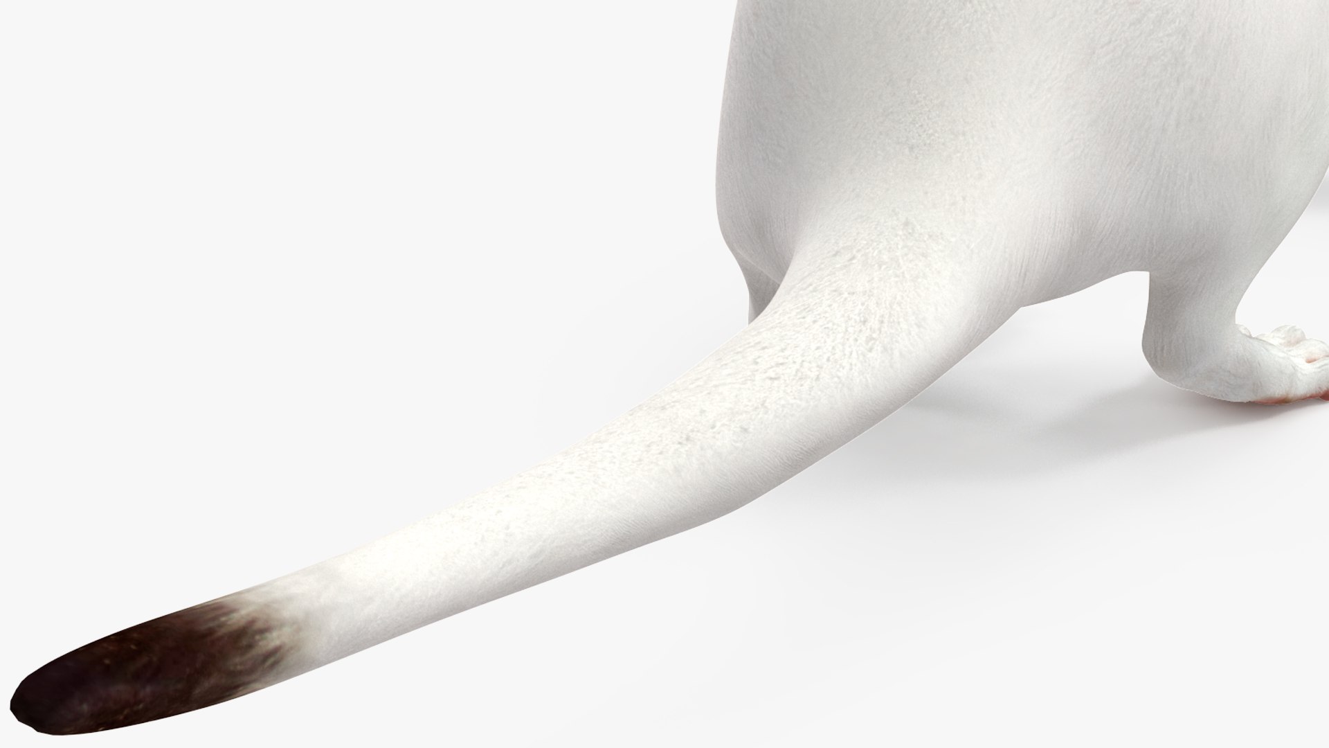 White Ermine Lifelike Pose 3D https://p.turbosquid.com/ts-thumb/Sm/IOPcAj/5V/whiteerminelifelikeposevray3dmodel019/jpg/1711936665/1920x1080/fit_q87/c1512136bb1f4395bdd62ceef3ee2afbe882dfea/whiteerminelifelikeposevray3dmodel019.jpg
