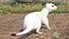 White Ermine Lifelike Pose