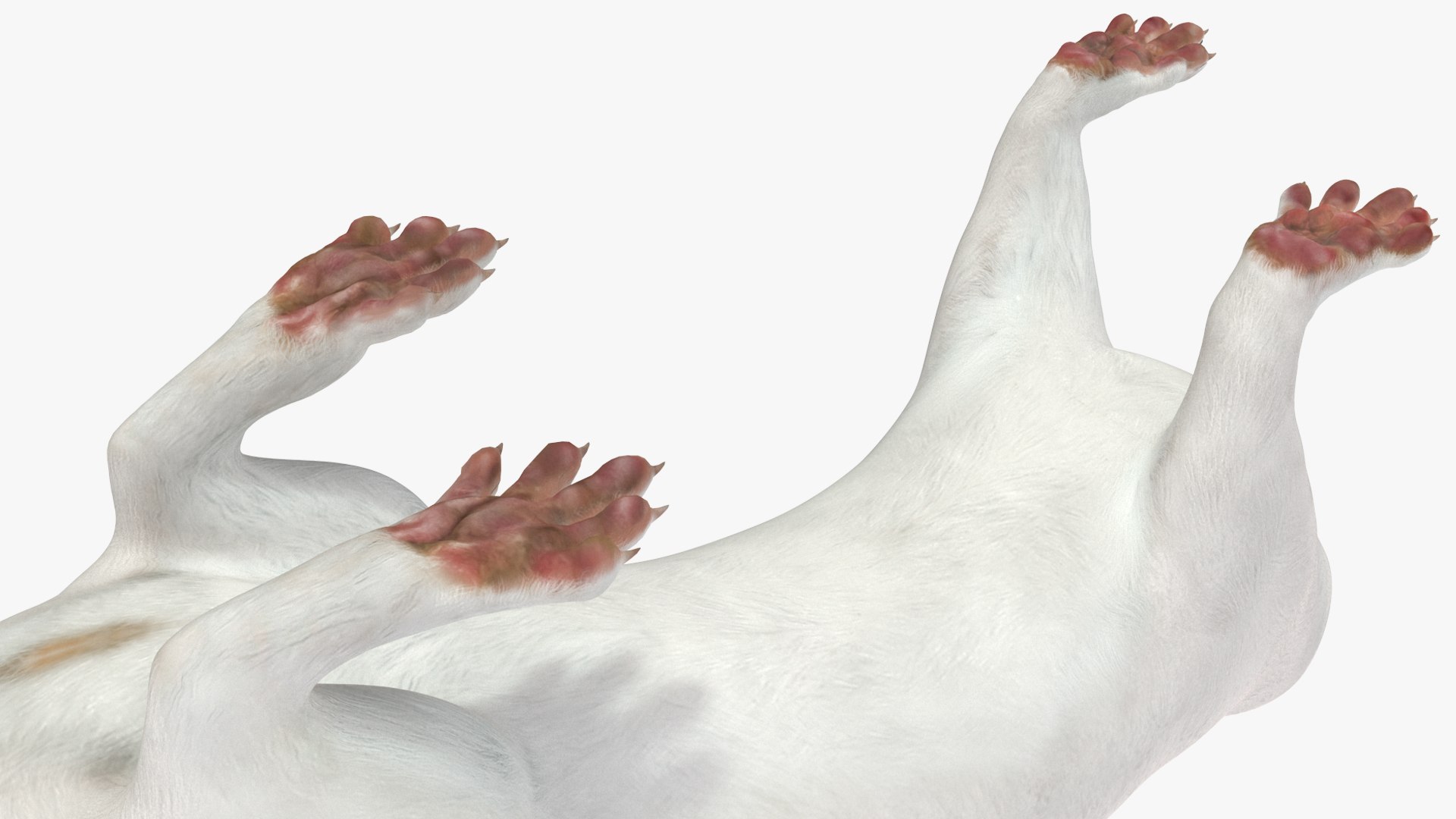 White Ermine Lifelike Pose 3D https://p.turbosquid.com/ts-thumb/Sm/IOPcAj/Do/whiteerminelifelikeposevray3dmodel014/jpg/1711936650/1920x1080/fit_q87/b17e6eb5b712951615b20d3f1e38572ced08f627/whiteerminelifelikeposevray3dmodel014.jpg