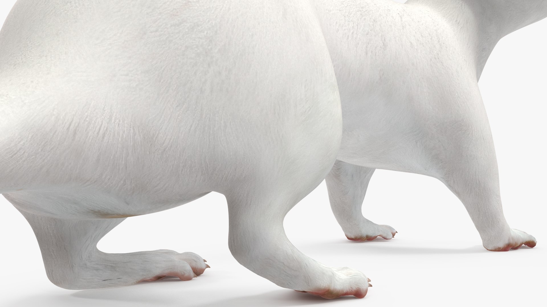 White Ermine Lifelike Pose 3D https://p.turbosquid.com/ts-thumb/Sm/IOPcAj/Ec/whiteerminelifelikeposevray3dmodel018/jpg/1711936662/1920x1080/fit_q87/43cb95c9ee761fe78e4ab32b95a6272999282f73/whiteerminelifelikeposevray3dmodel018.jpg