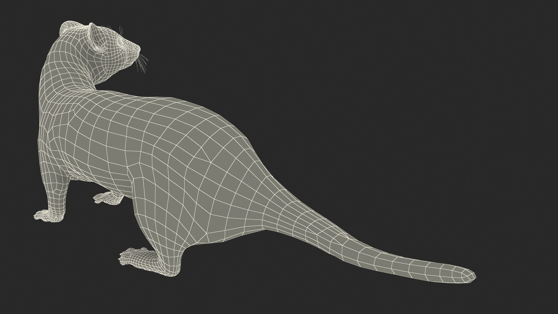 White Ermine Lifelike Pose 3D https://p.turbosquid.com/ts-thumb/Sm/IOPcAj/Ey/whiteerminelifelikeposevray3dmodel031/jpg/1711936705/1920x1080/fit_q87/13066d21d2bbaf9d5a84e9ebf4c9c0089a2557a4/whiteerminelifelikeposevray3dmodel031.jpg