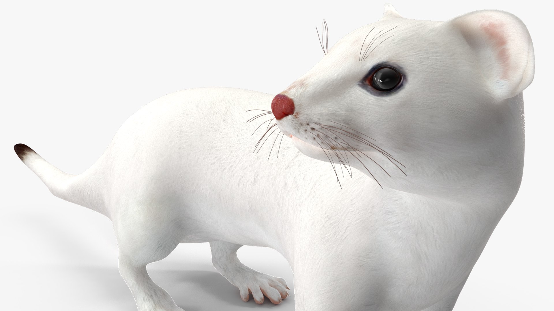 White Ermine Lifelike Pose 3D https://p.turbosquid.com/ts-thumb/Sm/IOPcAj/Jq/whiteerminelifelikeposevray3dmodel016/jpg/1711936656/1920x1080/fit_q87/7ac16733bb36a30fffa4a1cd5f0b835052e763e7/whiteerminelifelikeposevray3dmodel016.jpg