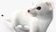White Ermine Lifelike Pose