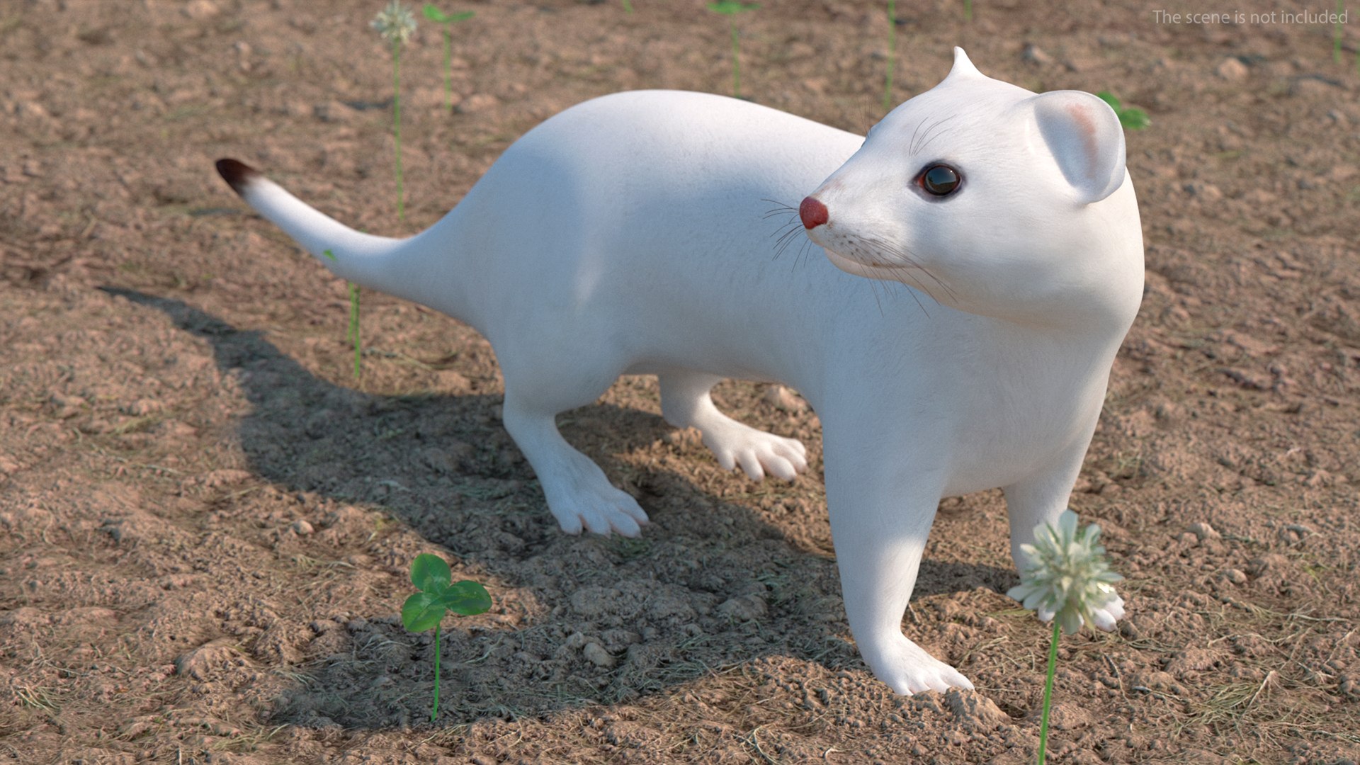 White Ermine Lifelike Pose 3D https://p.turbosquid.com/ts-thumb/Sm/IOPcAj/L2/whiteerminelifelikeposevray3dmodel004/jpg/1711936617/1920x1080/fit_q87/604144b6d13a86b48985e9a82c335fee19f1a7e3/whiteerminelifelikeposevray3dmodel004.jpg